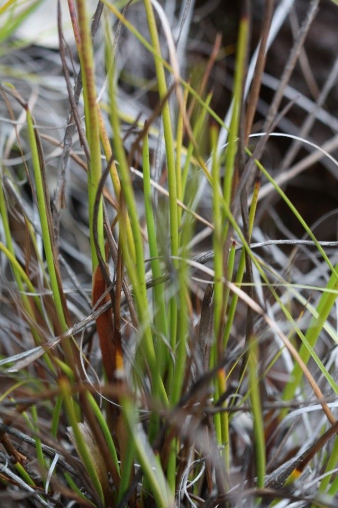 Xyris pancheri fruit