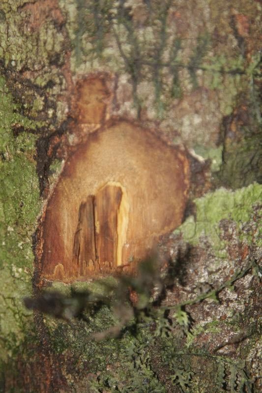 Pouteria reticulata other