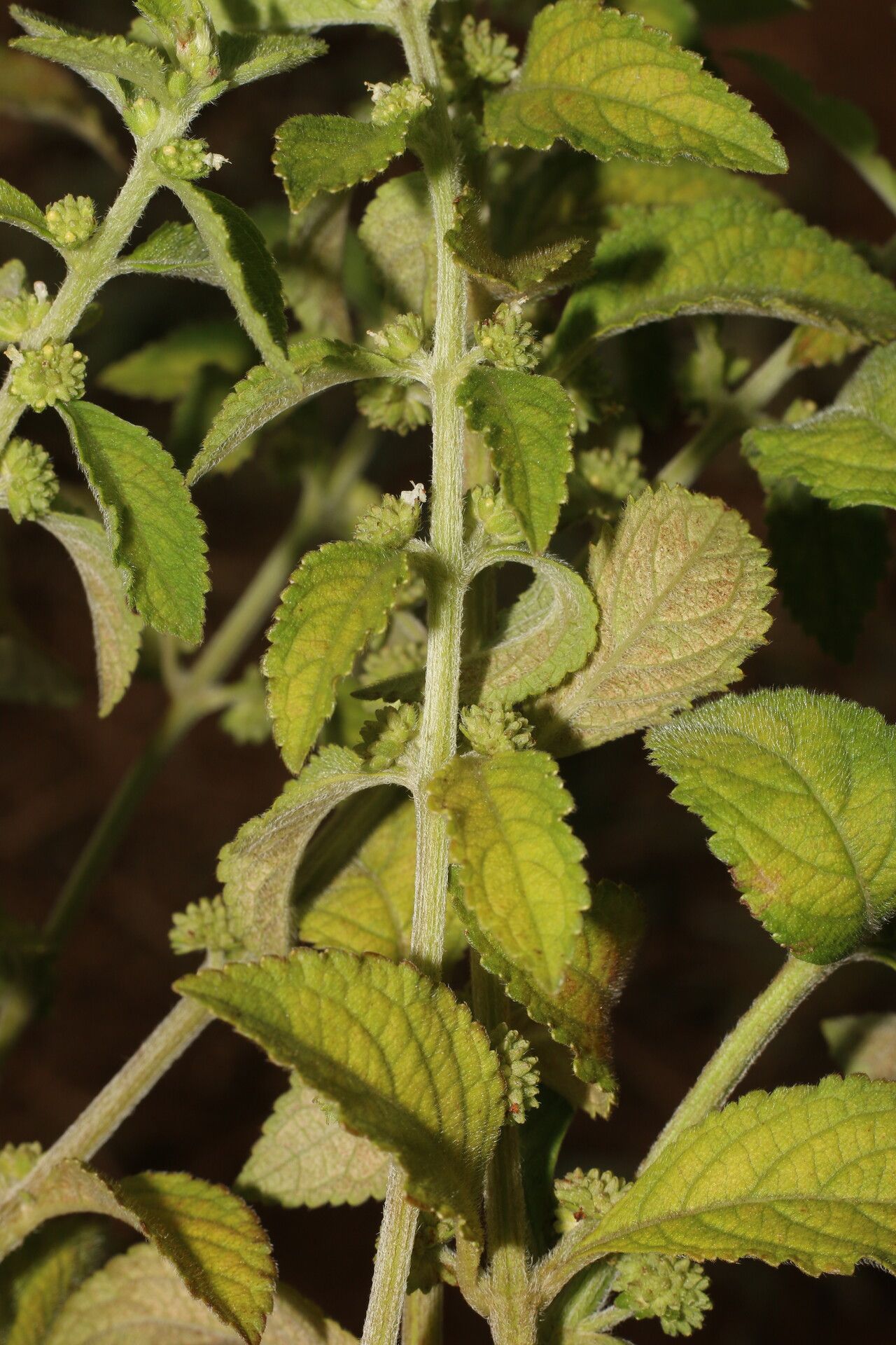 Hyptis obtusiflora — houseplant care guide