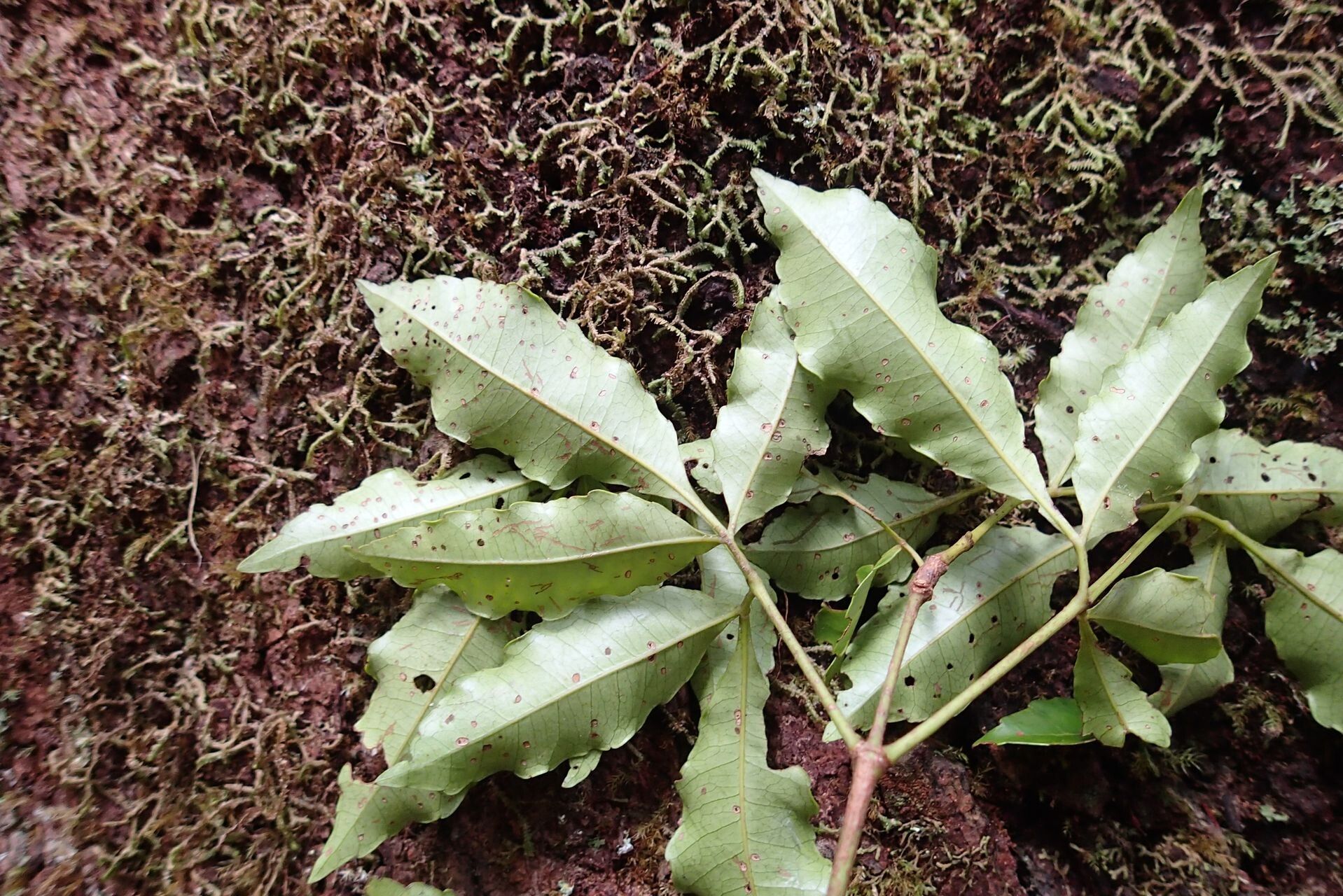 Pterophylla serrata leaf