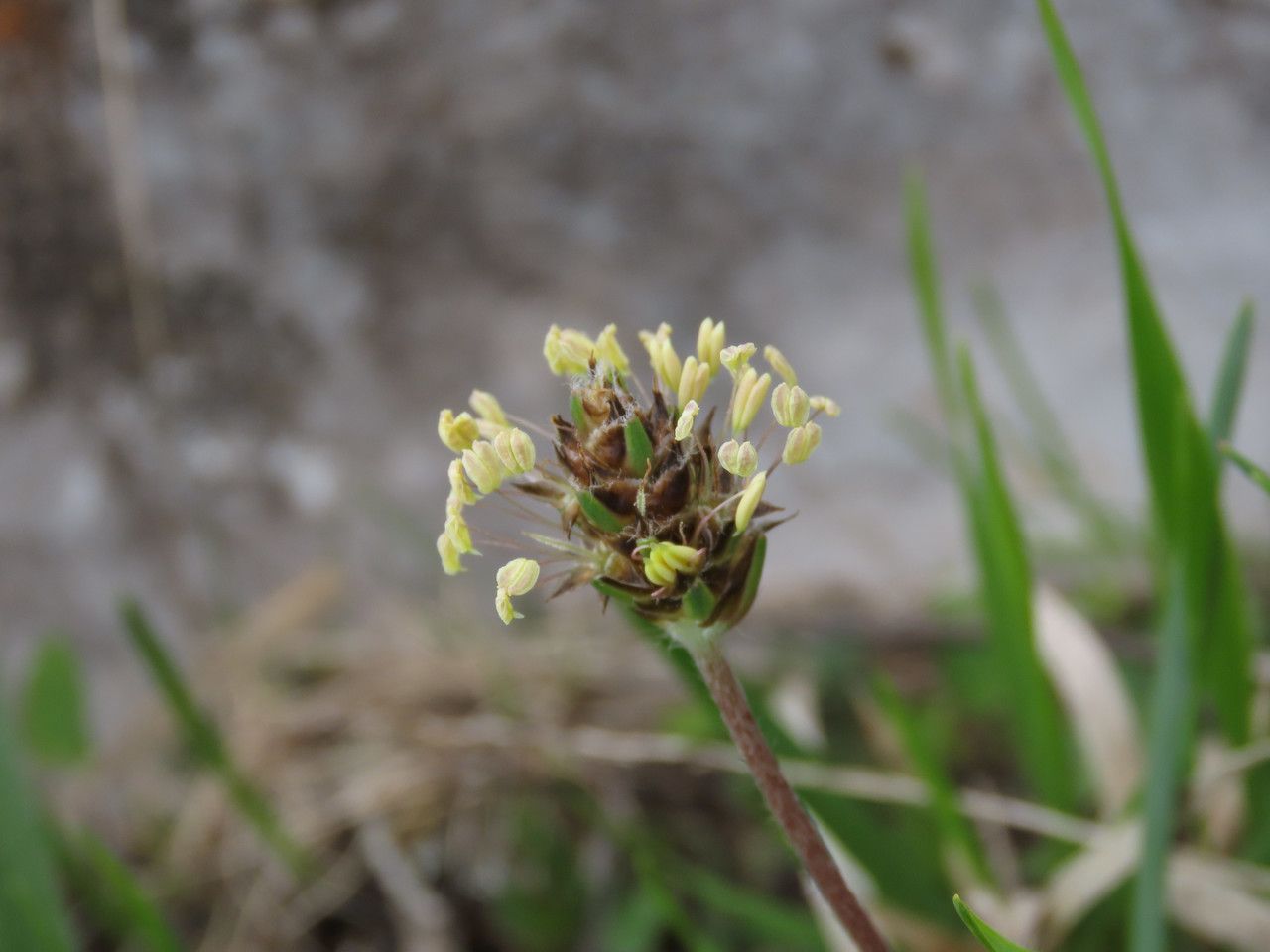 Plantago atrata flower