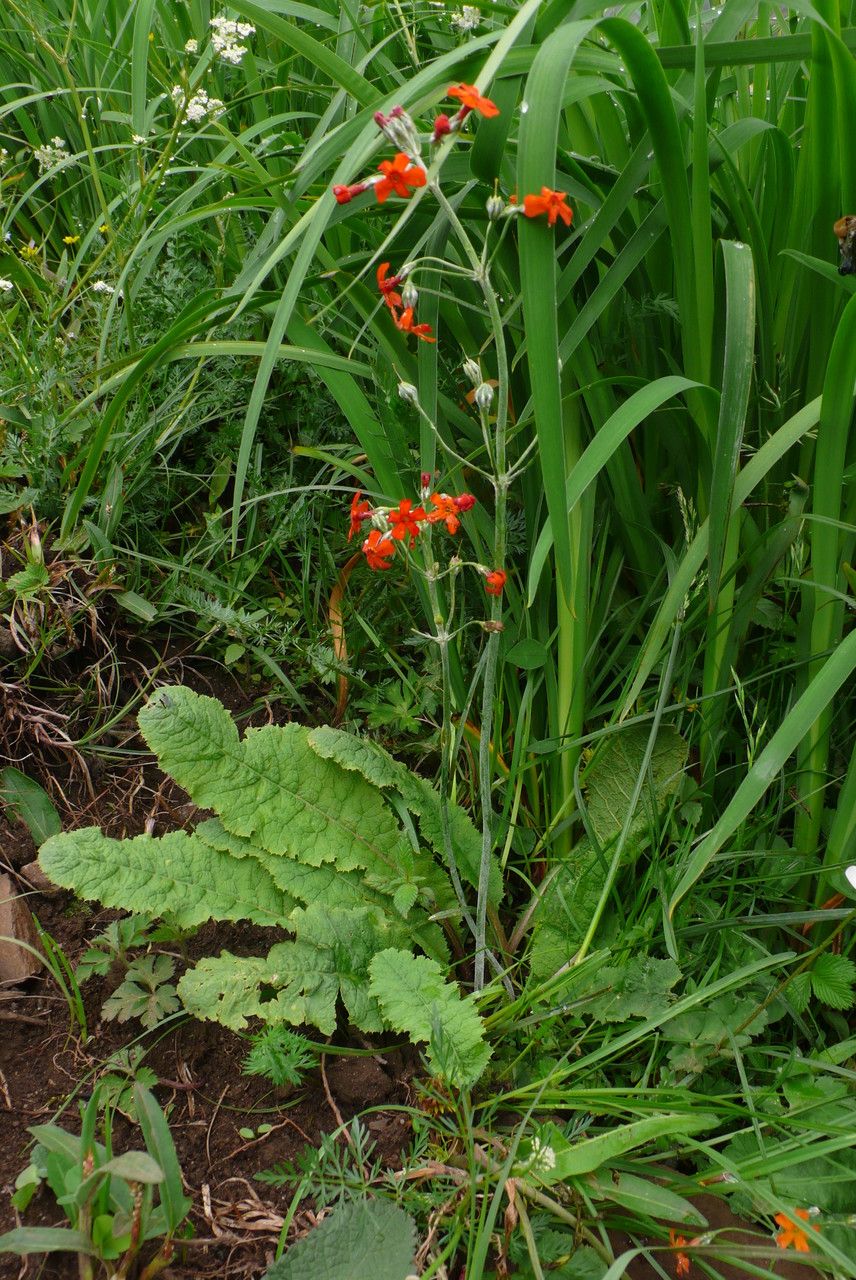 Primula cockburniana — search result for 'Primula'