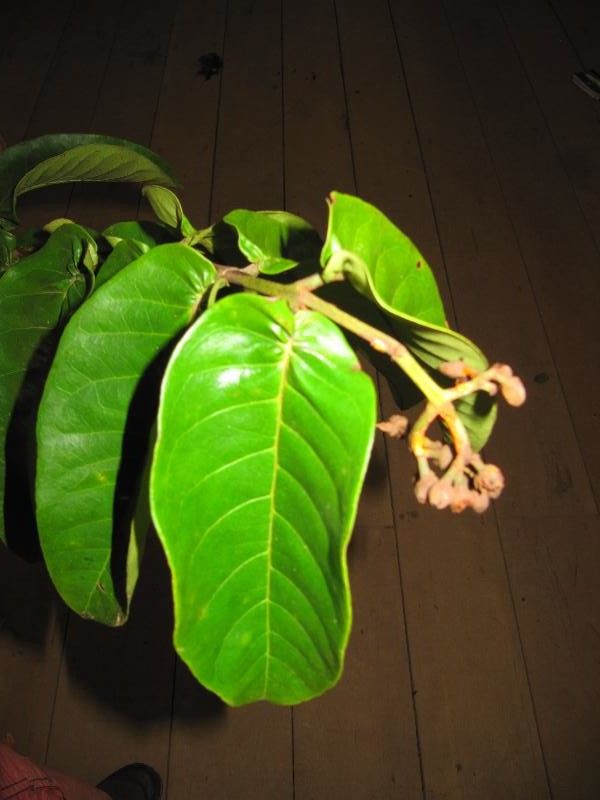 Vismia sessilifolia flower