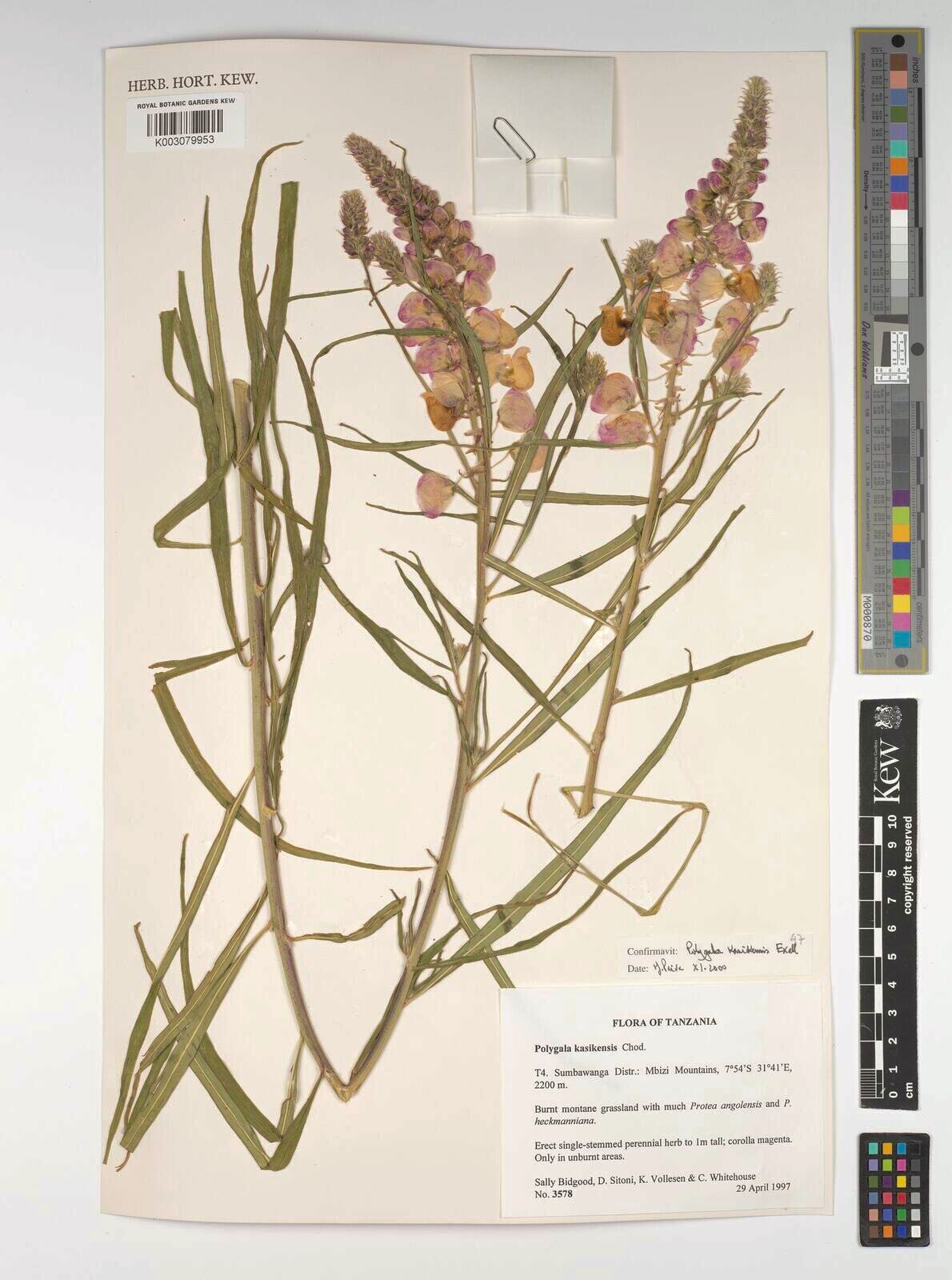 Polygala kasikensis — houseplant care guide