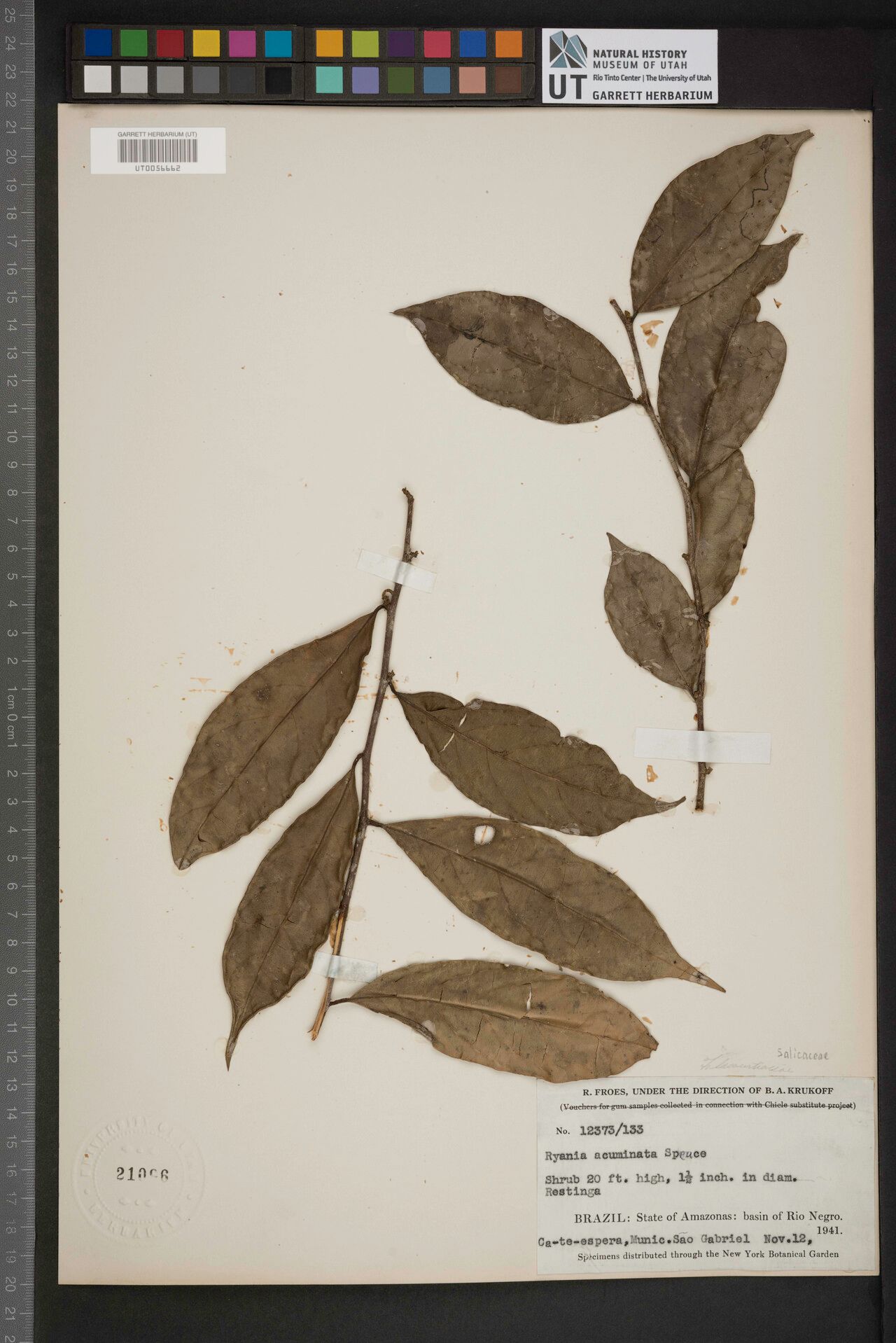 Ryania angustifolia — related species from the same genus