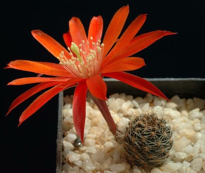 Aylostera mamillosa flower