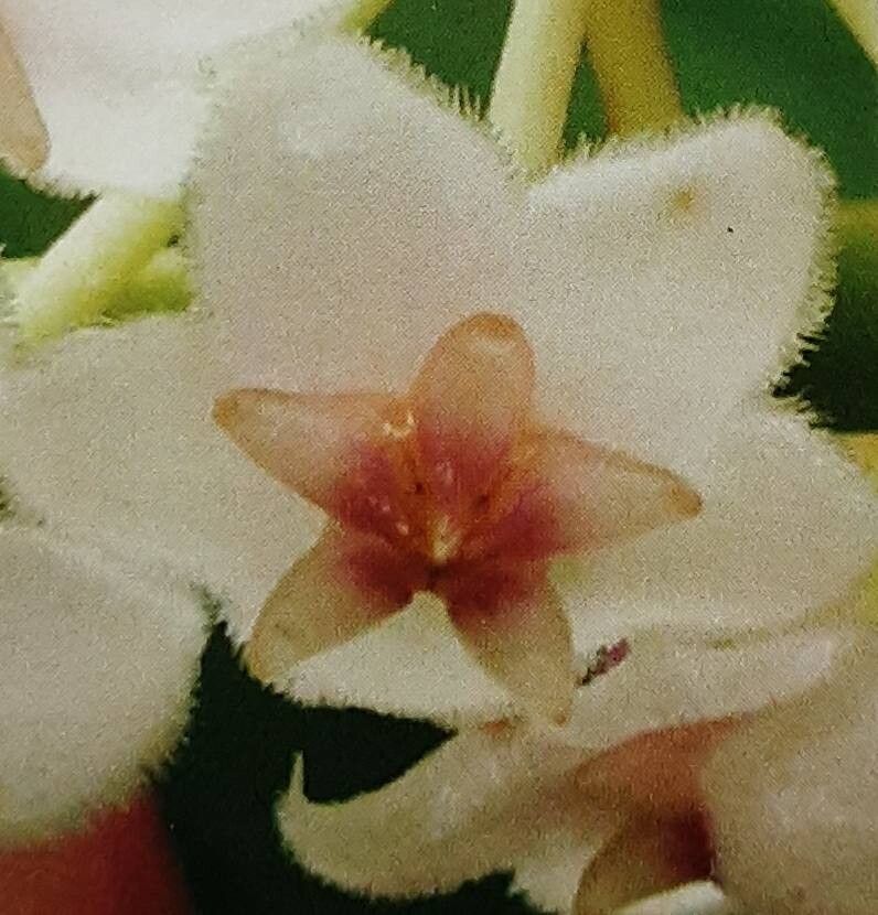 Hoya anulata flower