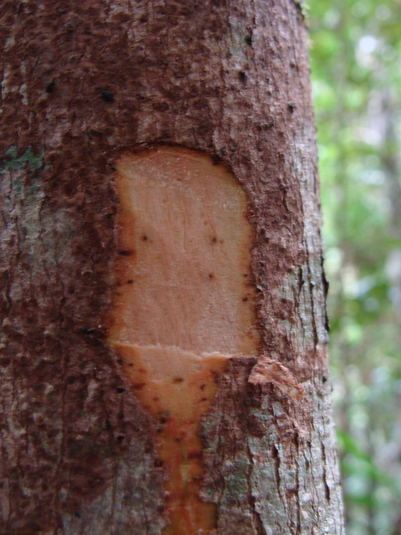 Hedycarya engleriana bark