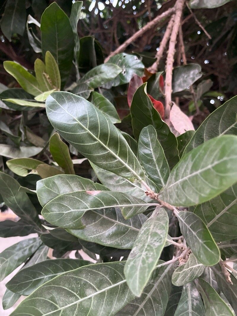 Pouteria glomerata — search result for 'Pouteria'