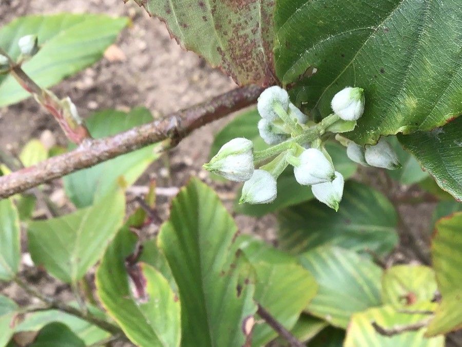 Rubus acuminatus flower