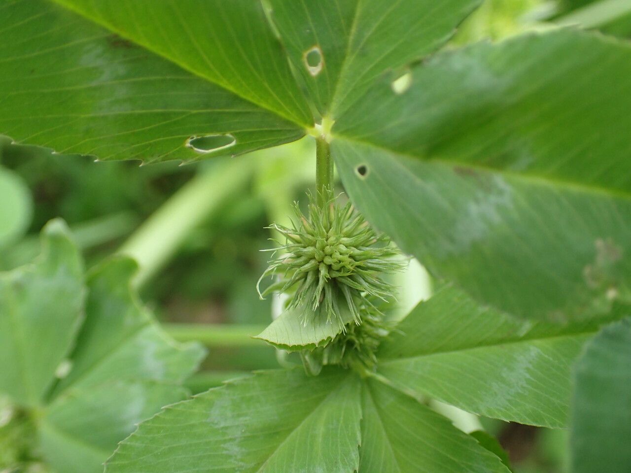 Trifolium alexandrinum fruit