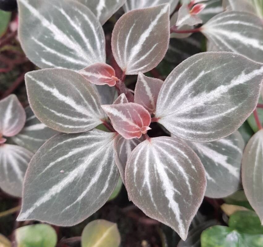 Peperomia bicolor — houseplant care guide
