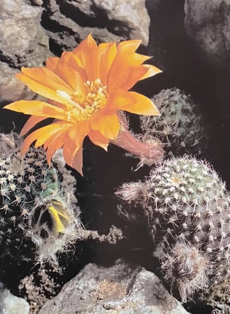 Aylostera einsteinii flower