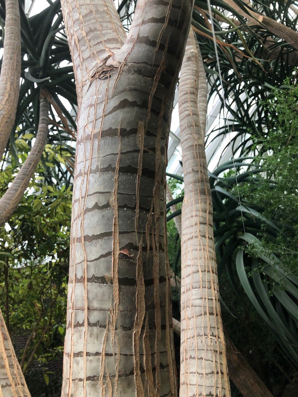 Aloidendron barberae habit