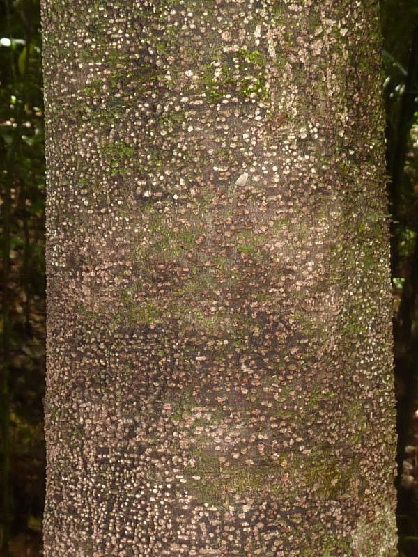 Inga virgultosa bark