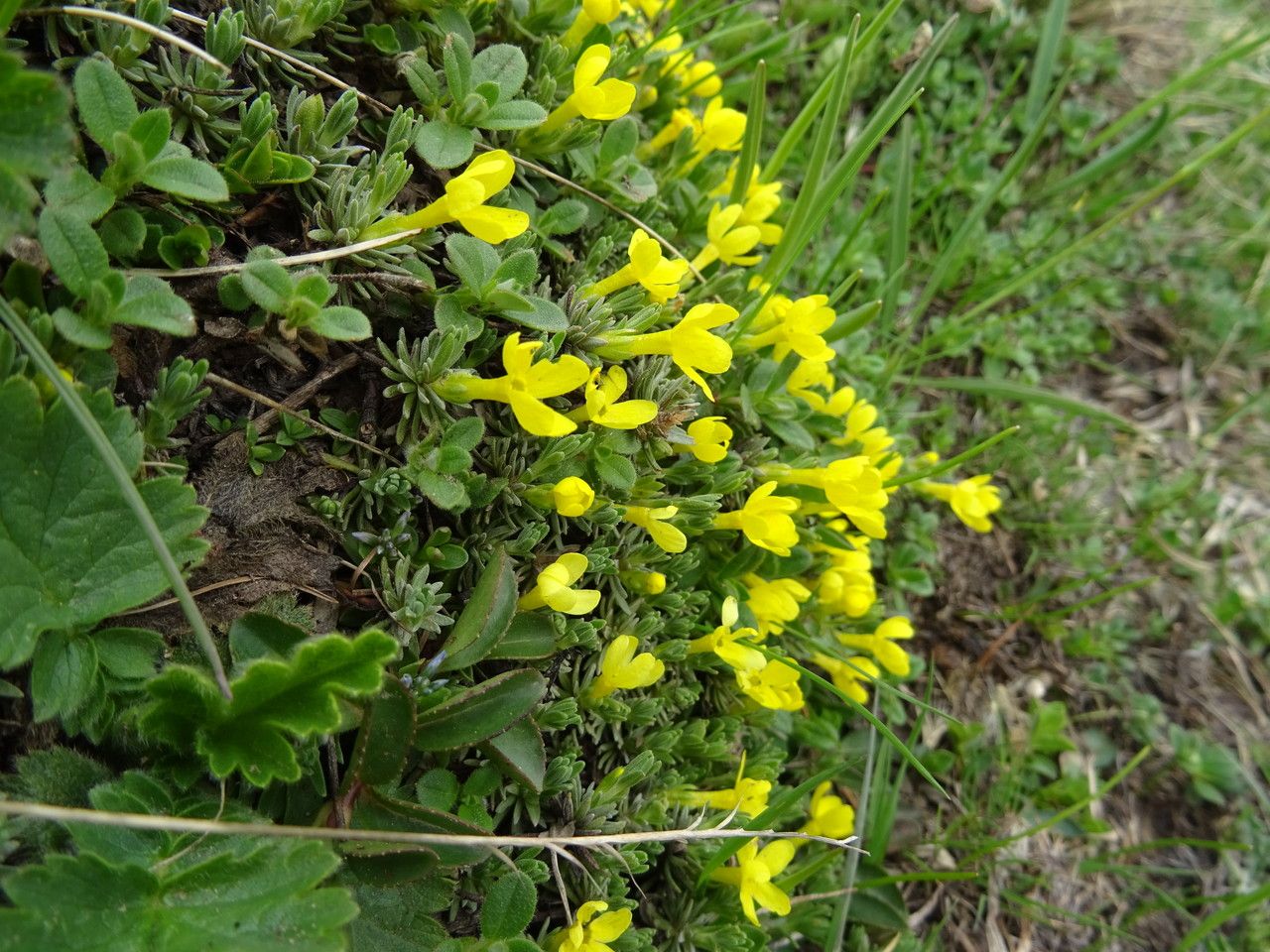 Androsace vitaliana bark