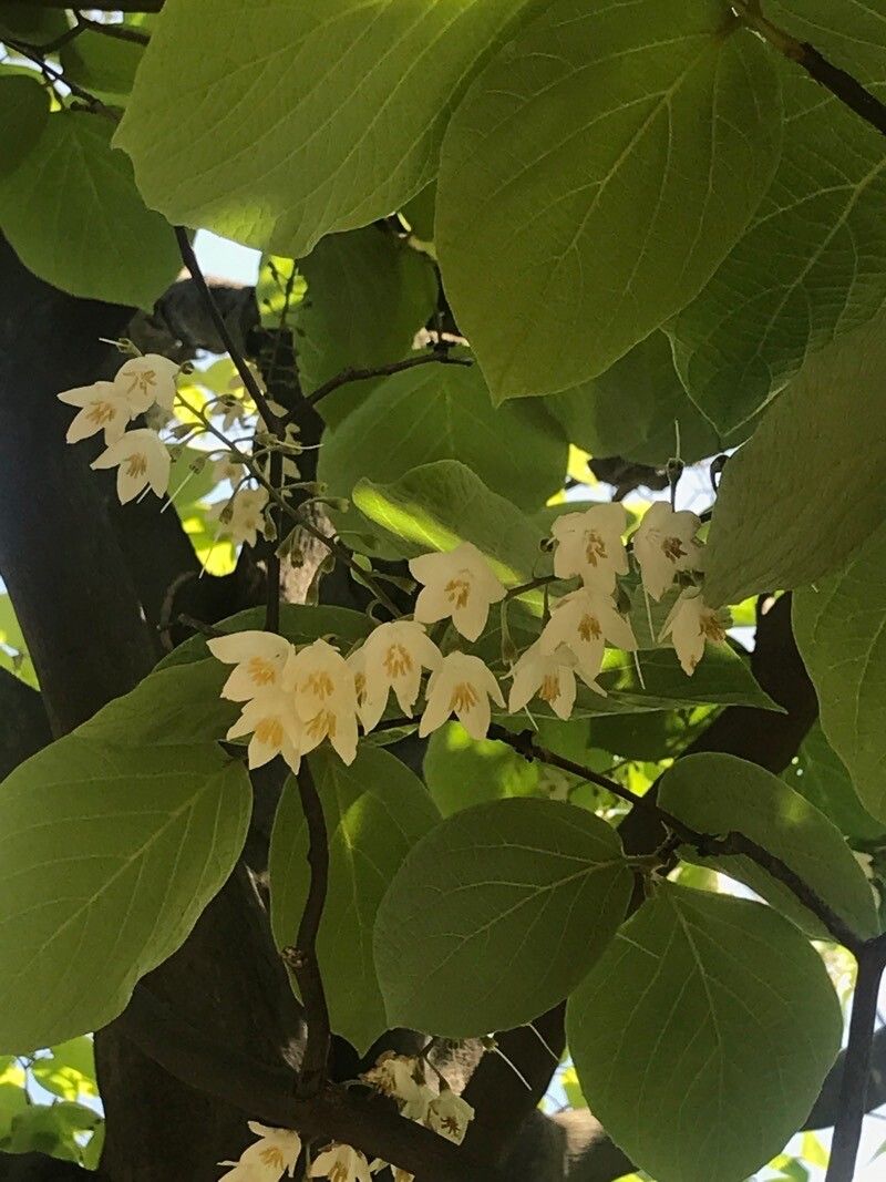 Styrax obassia — search result for 'Styrax'