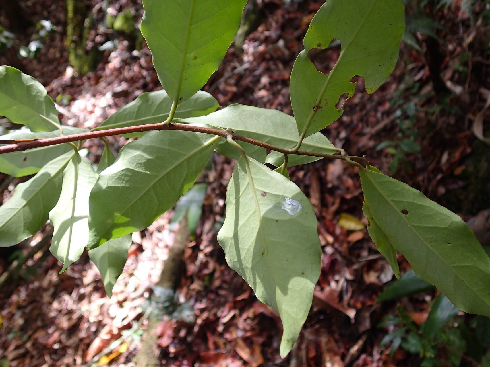 Hedycarya cupulata — related species from the same genus