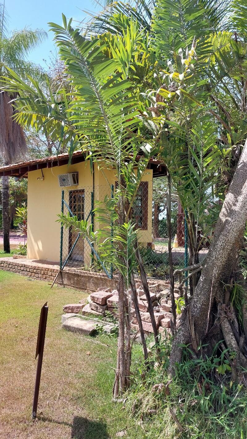 Bactris glaucescens habit