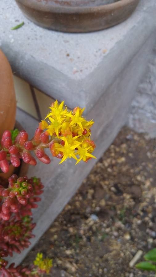 Sedum rubrotinctum flower