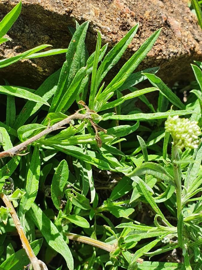 Helichrysum globosum leaf