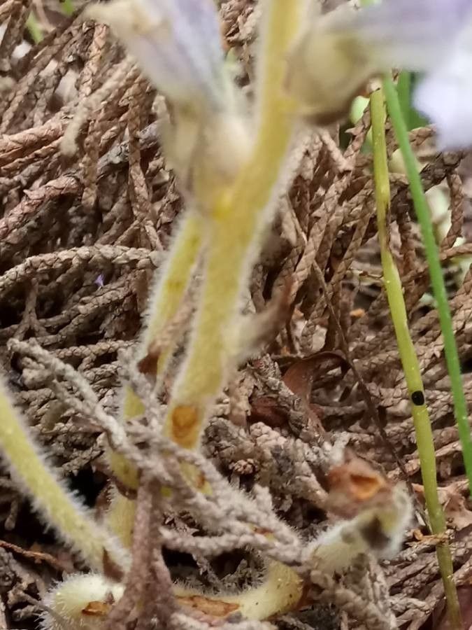 Phelipanche ramosa bark