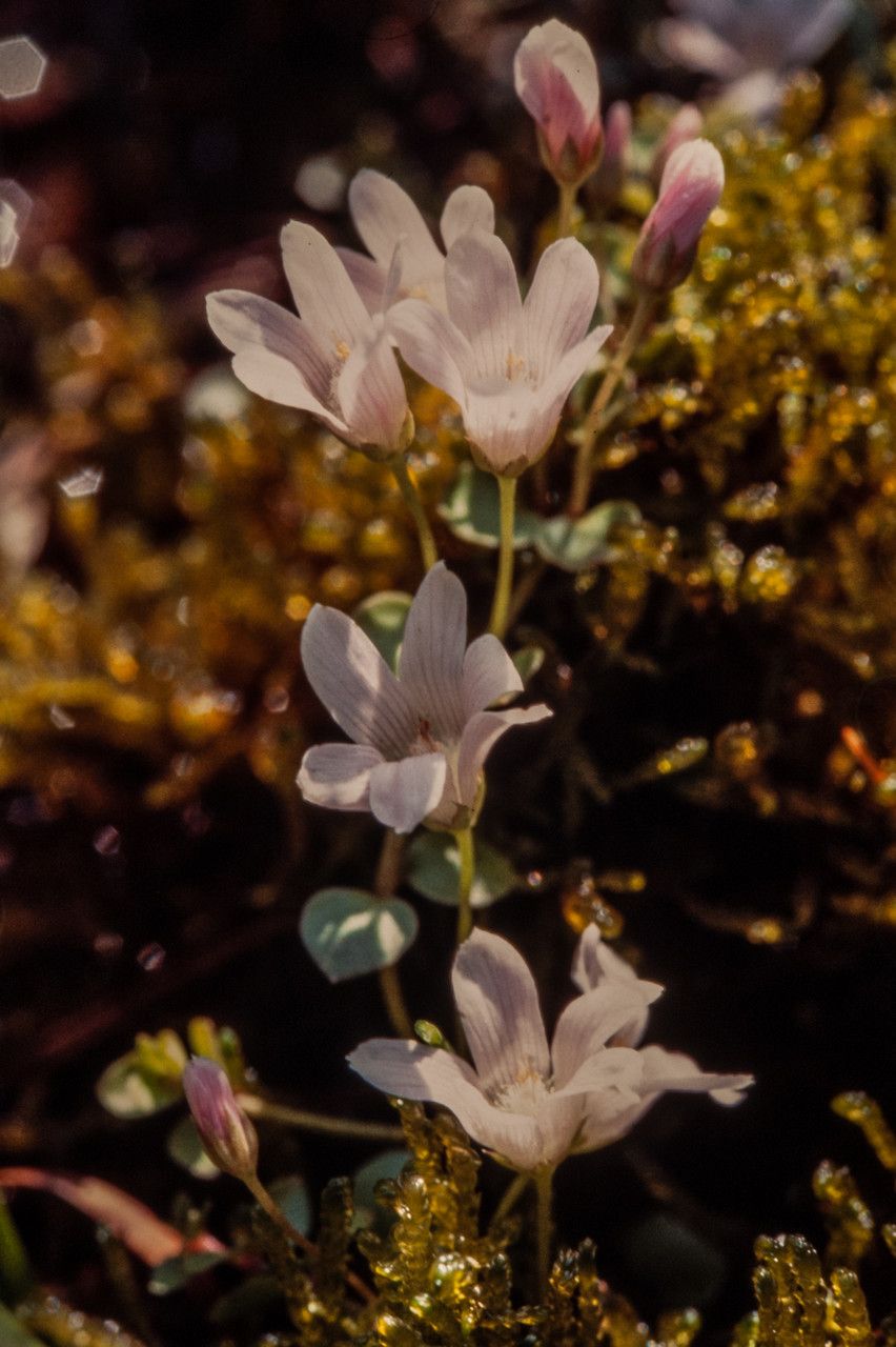 Anagallis tenella flower