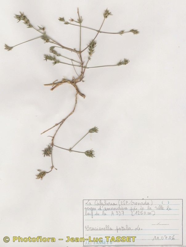 Crucianella patula habit