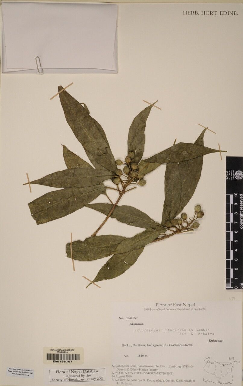 Skimmia arborescens other