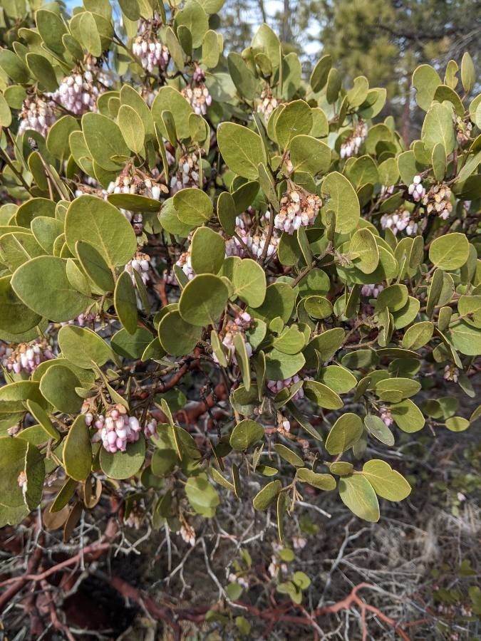 Arctostaphylos patula — search result for 'Ericaceae'