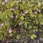 Arctostaphylos patula