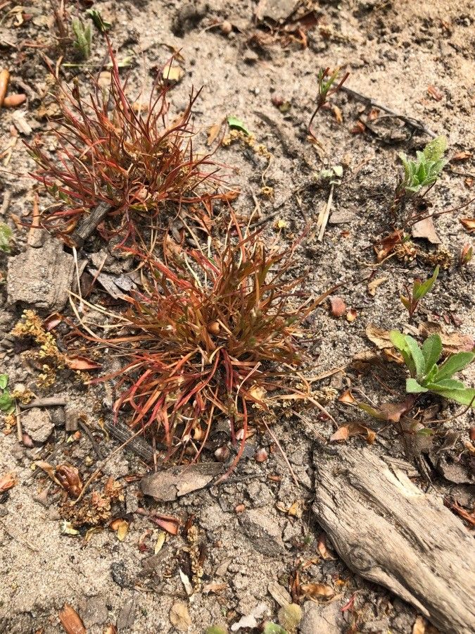 Juncus rechingeri — search result for 'Juncus'