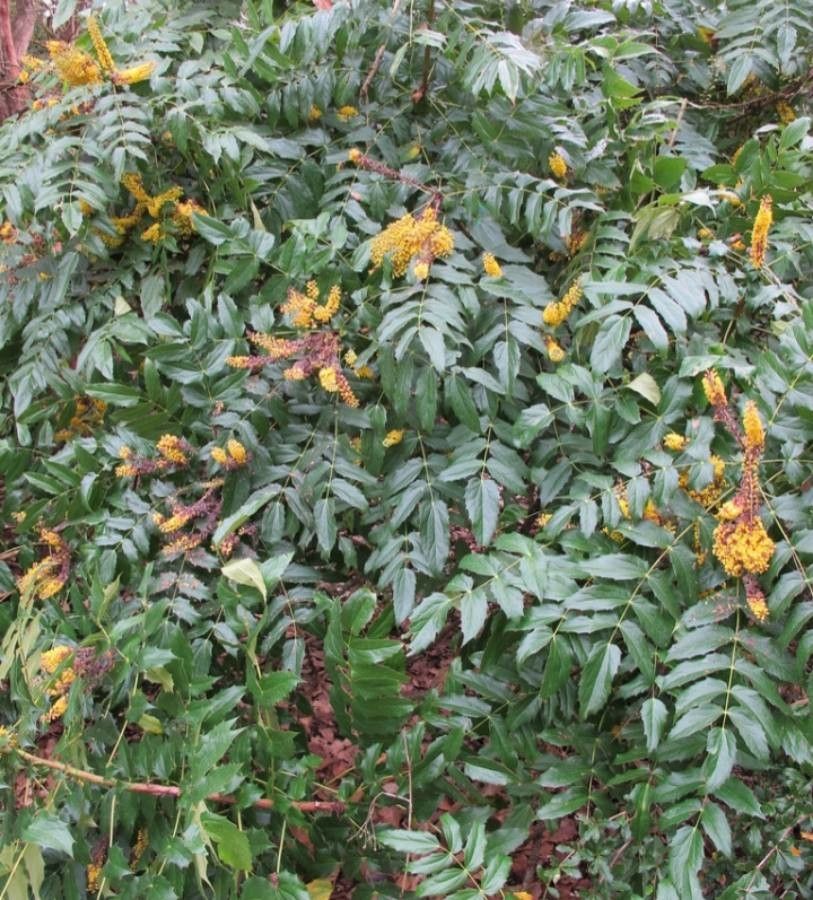 Mahonia duclouxiana