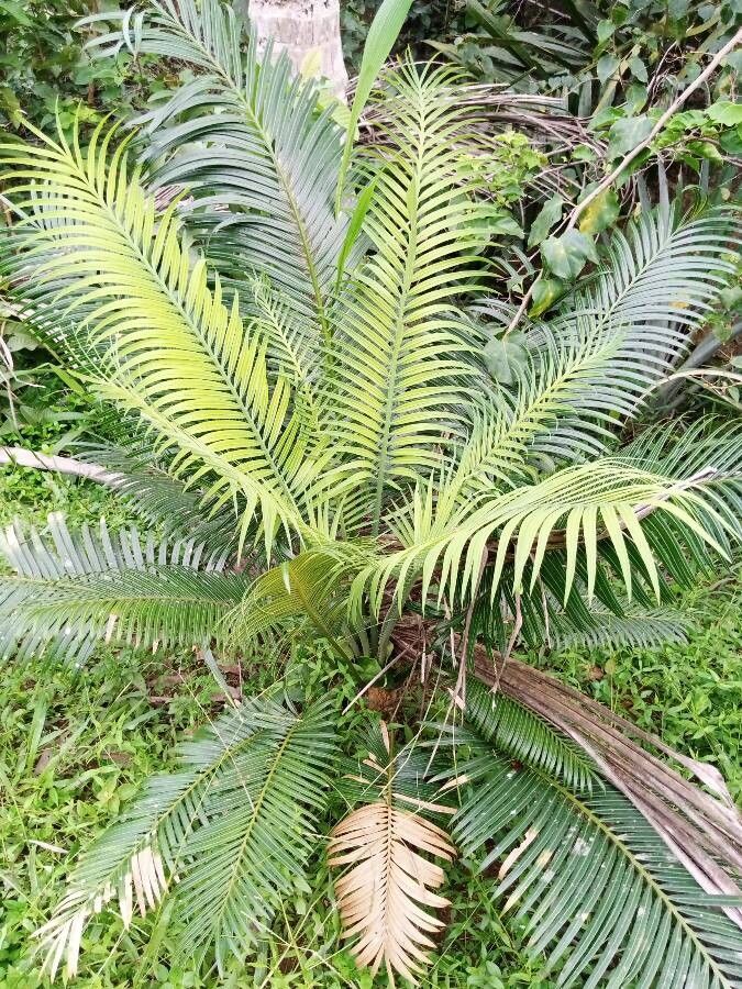 Cycas thouarsii — search result for 'Cycas'