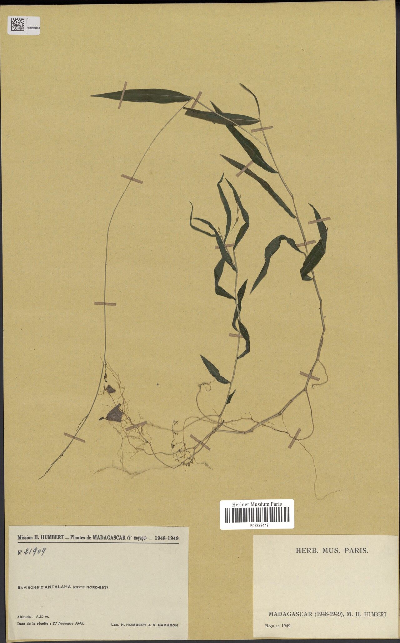 Acroceras lateriticum — houseplant care guide