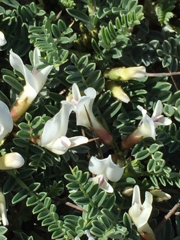Astragalus tragacantha flower
