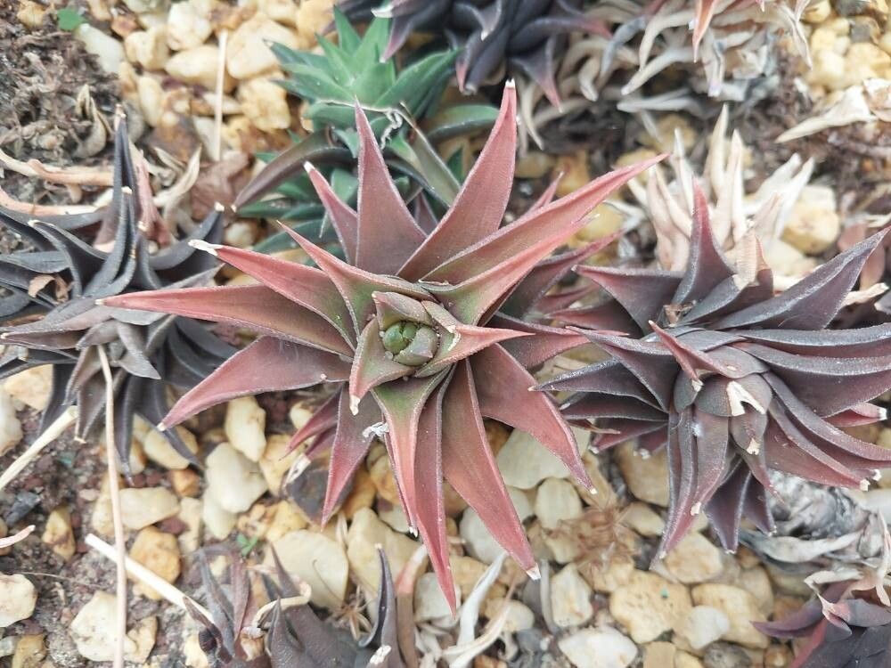 Haworthiopsis nigra leaf