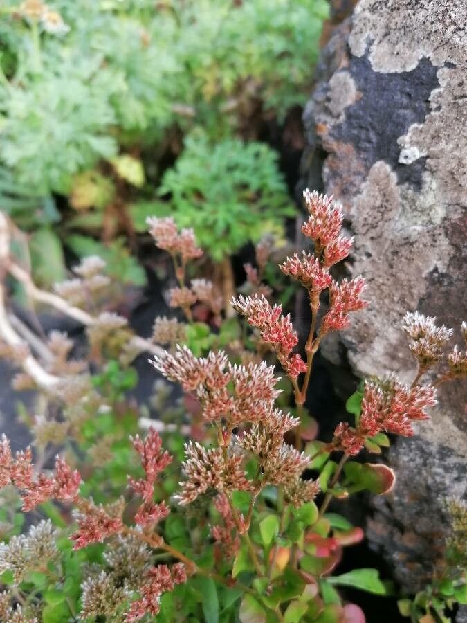 Polycarpaea divaricata flower