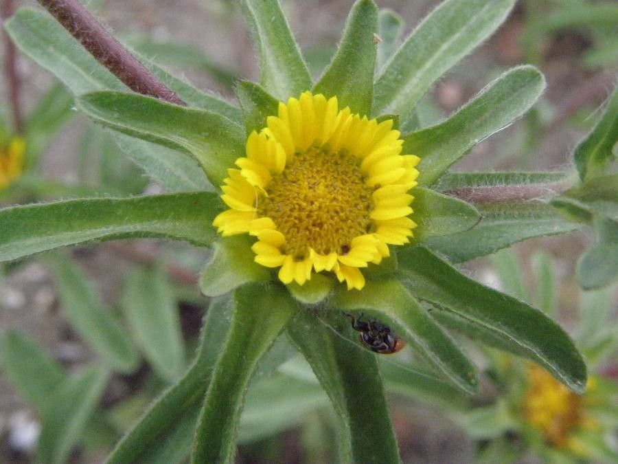 Asteriscus aquaticus flower