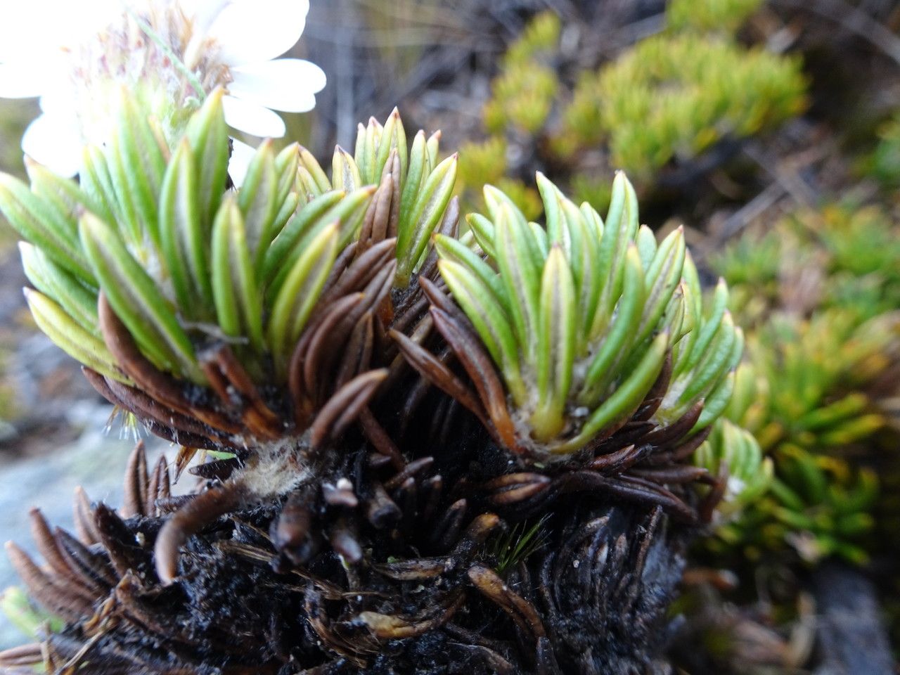 Diplostephium colombianum — related species from the same genus