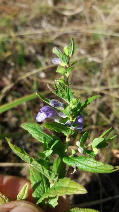 Scutellaria lateriflora flower