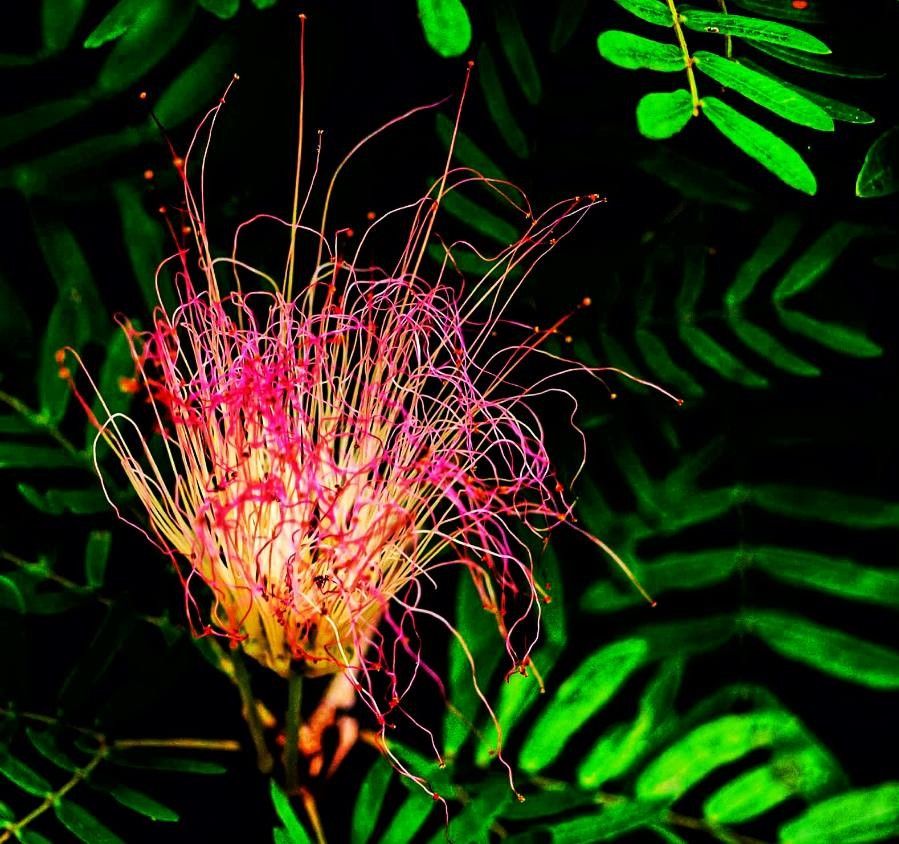 Calliandra bijuga flower