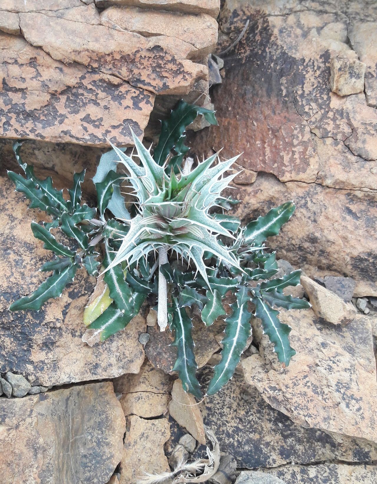 Blepharis boranensis — related species from the same genus