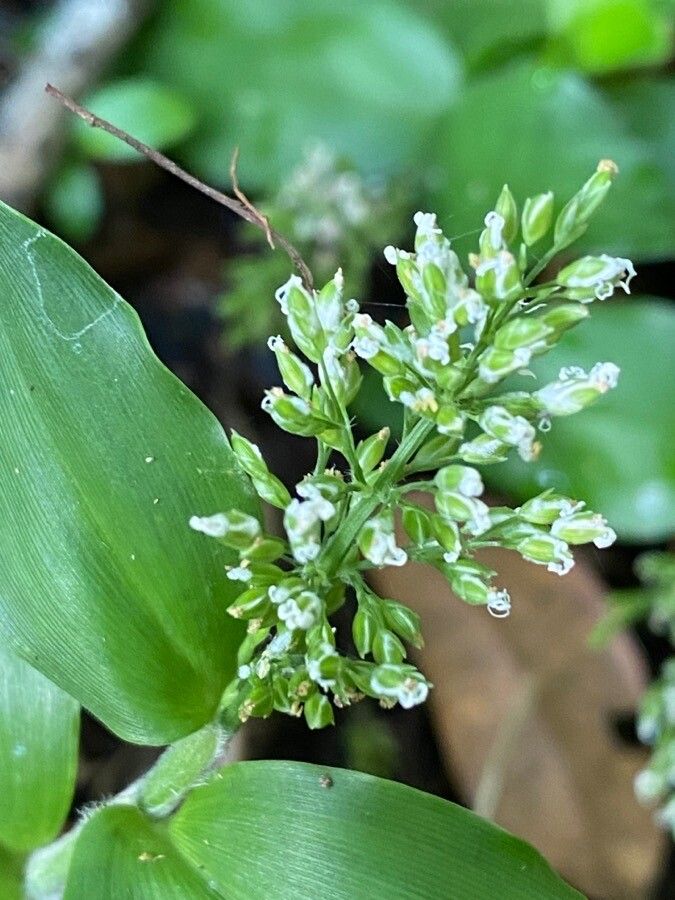 Ichnanthus pallens leaf