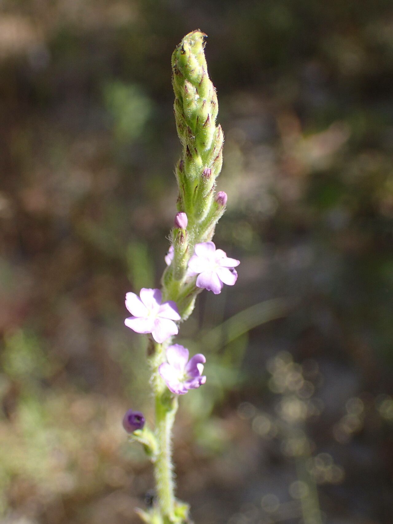 Buchnera hispida flower