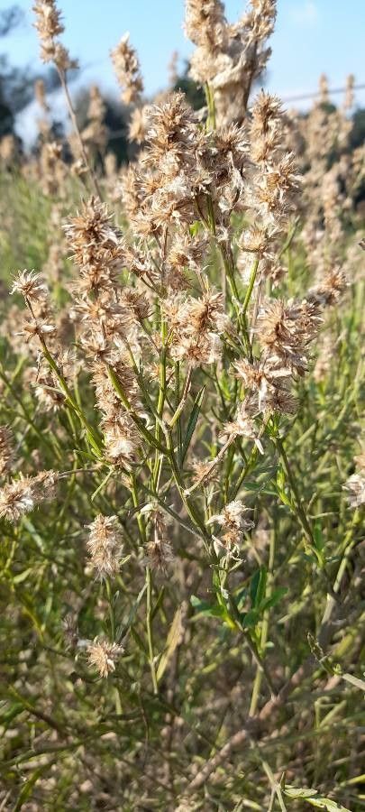 Baccharis spicata fruit