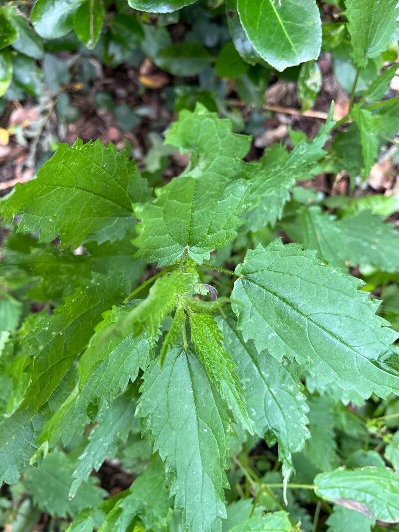 Urtica incisa leaf