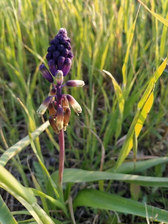Bellevalia trifoliata flower