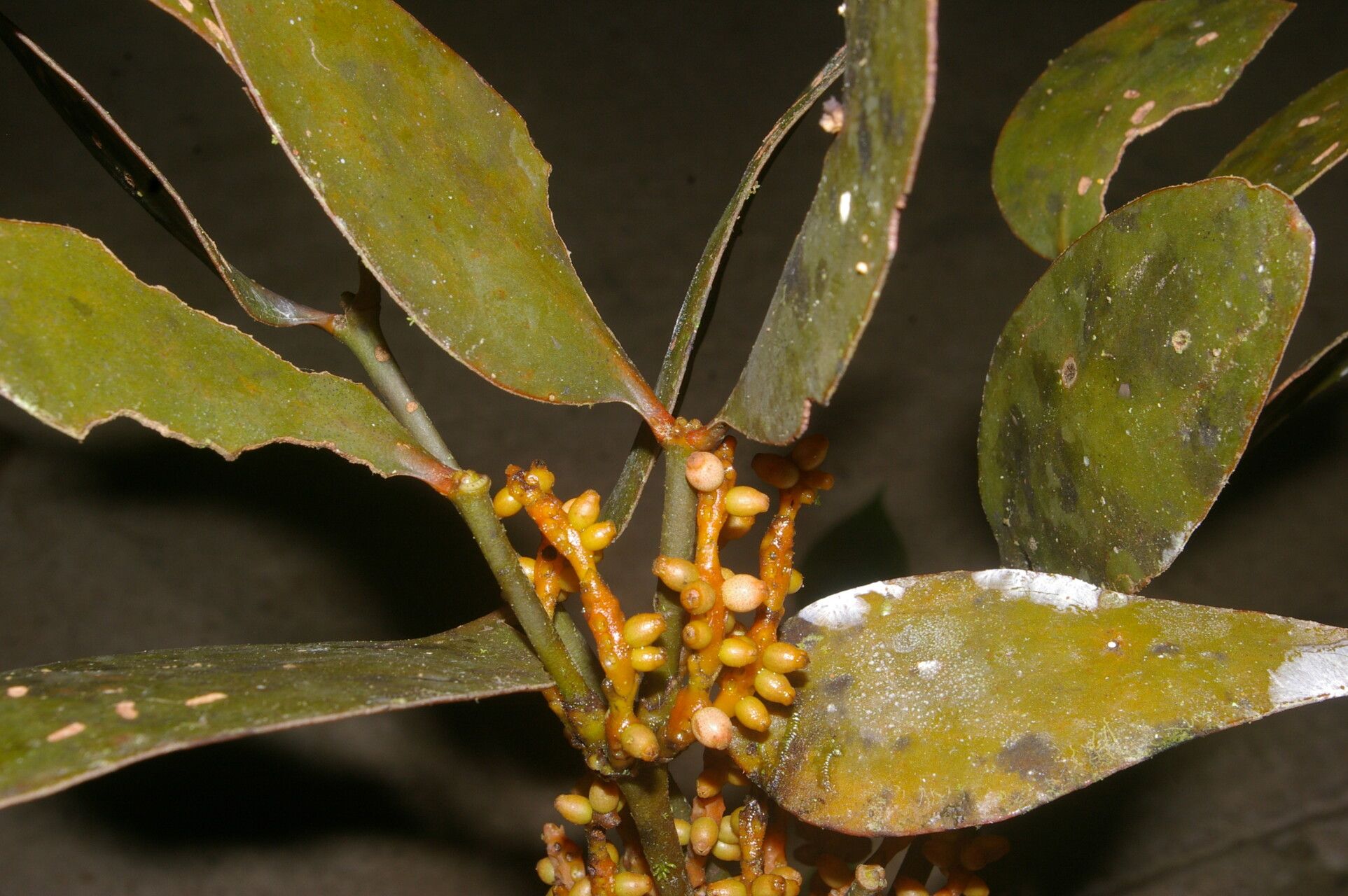 Phoradendron nitens fruit