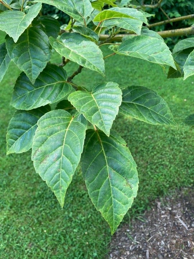 Acer sikkimense — search result for 'Bhutan'